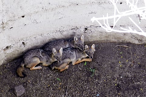 Trapped in a well for five days, this mother fox and her cubs were finally rescued
