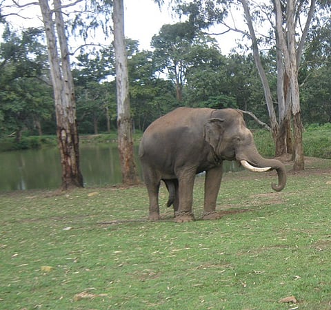 Mysuru Dasara elephant kills mahout and another elephant 