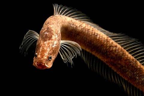 Gollum Snakehead fish 