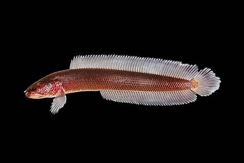 ‘Gollum’ found in Kerala: Scientists discover rare species of snake-headed fish
