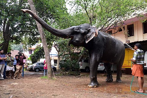 ‘Granny Dakshayini’, Asia’s oldest captive elephant from Kerala passes away 