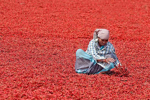 Coronavirus: Chilli business in Guntur affected, Cong MP tells Rajya Sabha