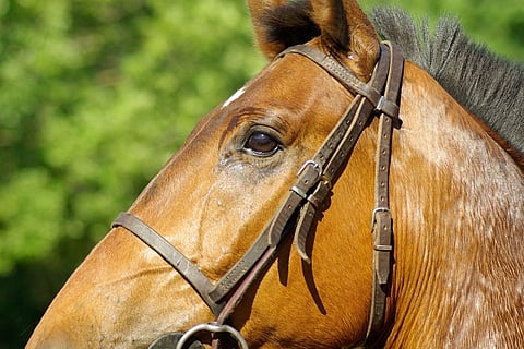 One dead, after horse kicks man off motorbike in Hyderabad