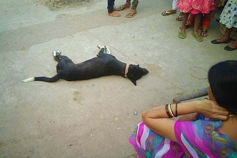 Hyderabad man allegedly shoots and kills neighbour's dog with air gun, booked