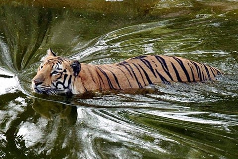 A tiger at the Hyderabad zoo