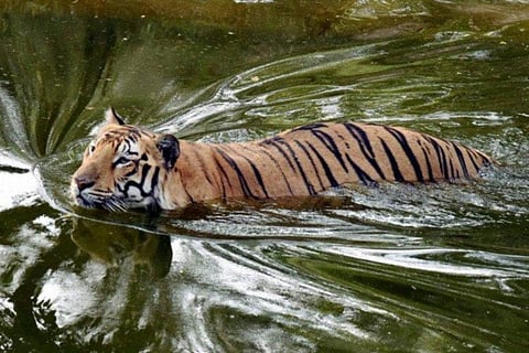 A tiger swimming in a moat
