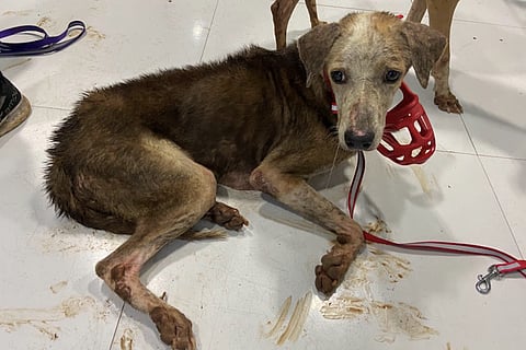 A severely malnourished dog rescued from IIT Madras