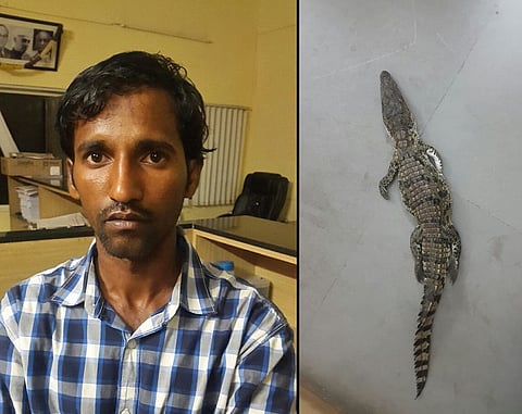 Bengaluru police arrest man with a croc hatchling 