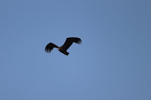 Rare sighting of the reclusive cinereous vulture in Nilgiris has ornithologists excited