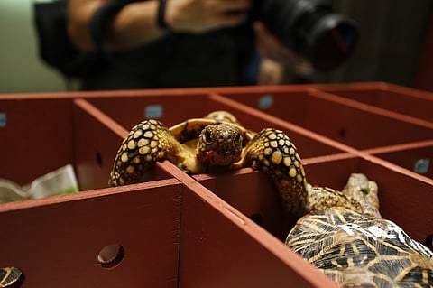 50 Indian star tortoises brought home to K'taka, 2 yrs after being smuggled to Singapore