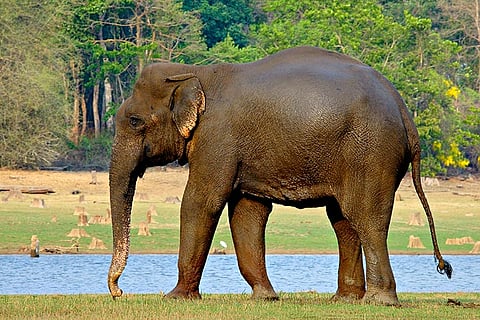 Male elephant found dead in Tamil Nadu’s Erode district