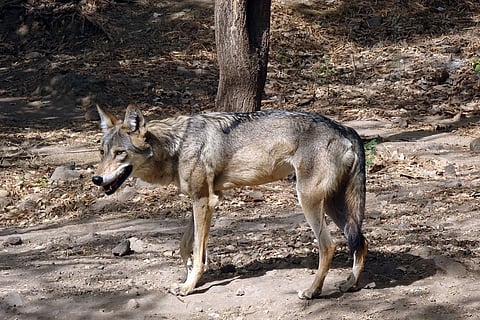 An Indian Grey Wolf