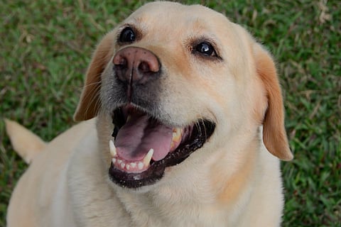 Trauma and heartbreak: What happens to abandoned dogs in Bengaluru