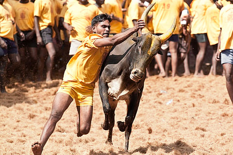If you are a jallikattu supporter, you should be blaming politicians more than the SC