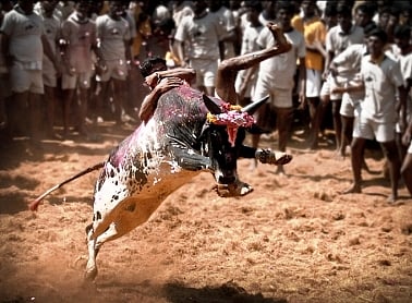 Group attempts to stage rail roko for lifting Jallikattu ban, warns state-wide protest if ban not revoked