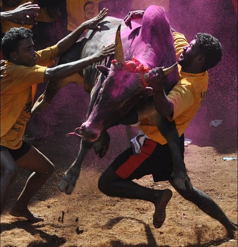 Town in TN protests against Jallikattu ban, hopes for ban to be revoked