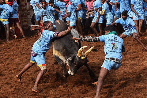 Representative image of a Jallikattu event in Tamil Nadu