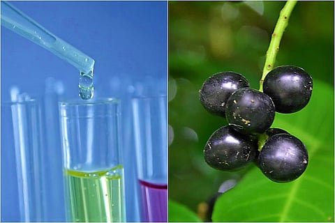 IIT Hyderabad researchers remove Fluoride from drinking water using jamun seeds