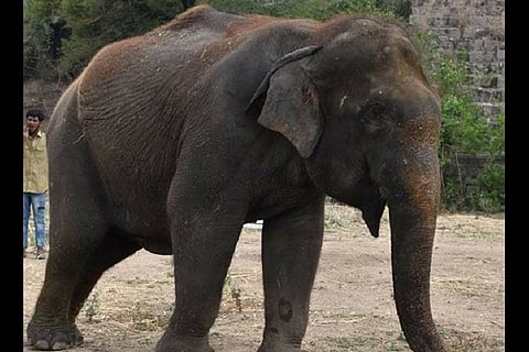 44-yr-old female elephant Jamuna dies at Hyderabad zoo