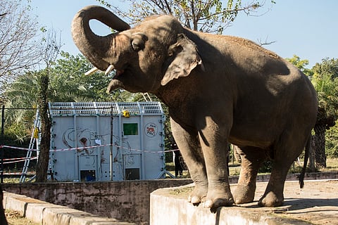 Kaavan is dubbed world's loneliest elephant