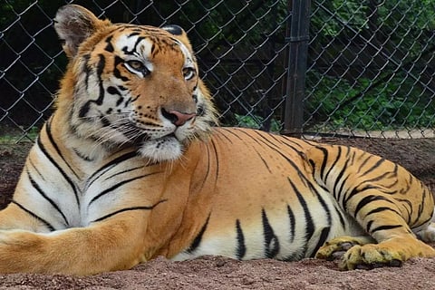 tiger in the zoo 