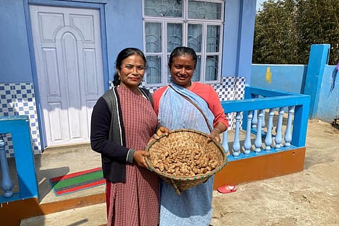 Meghalaya turmeric