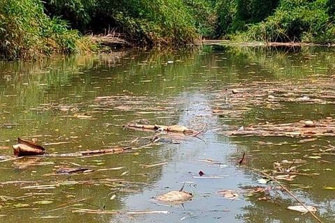 Dead fish floating on the Karamana river