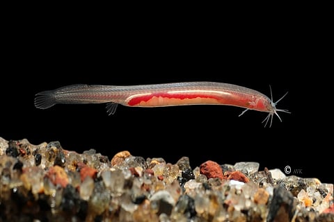 This new species of eel-like fish popped out of a tap in a Kerala man's bathroom 