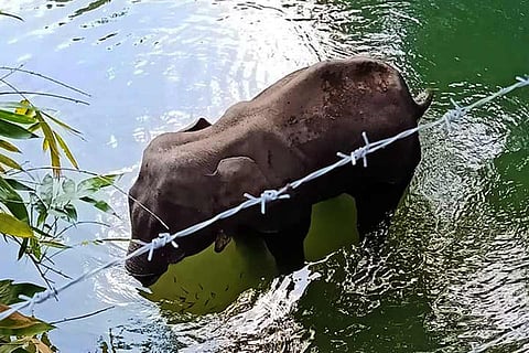 The pregnant elephant died standing in water 