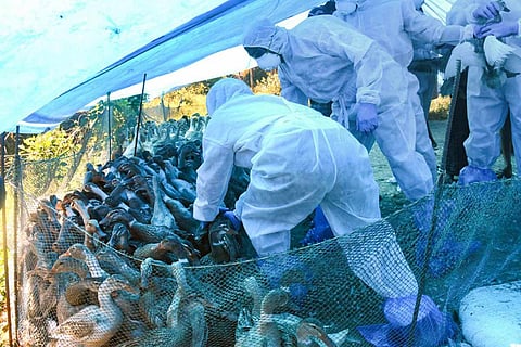 Persons wearing PPE kit inside a duck farm