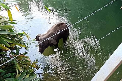 Pregnant elephant killed in Kerala