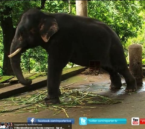 After being in ‘prison’ for three years, Kochu Ayappan, the elephant to walk out today