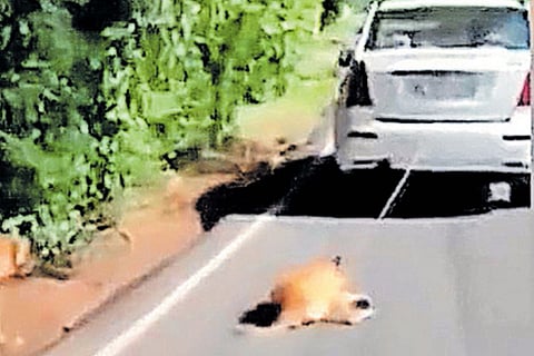 dog tied to a car and dragged 