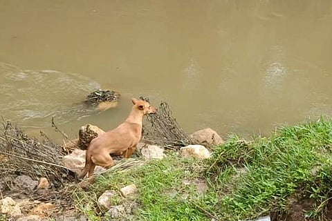 Koovi the dog 