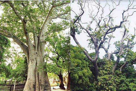 A baobab tree and a sandbox tree in Chennai 