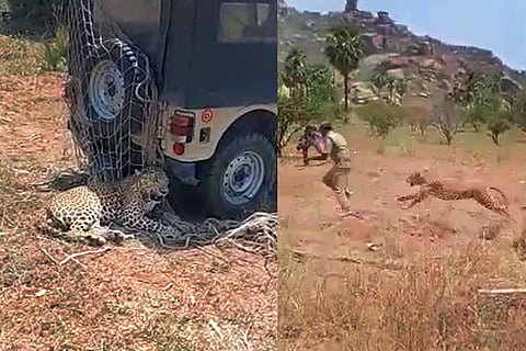 Leopard rescued from Telangana village dies, post mortem says asphyxia and haemorrhage 