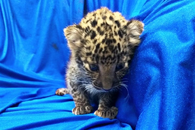 7 leopard cubs die in Bengaluru’s Bannerghatta park due to viral infection