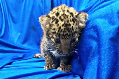 Representative image of a leopard cub