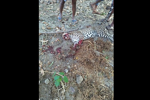 TN farmer hacks leopard to death to protect his cattle 