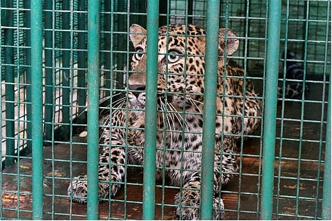 After high drama, leopard captured from house in Karnataka's Tumakuru town