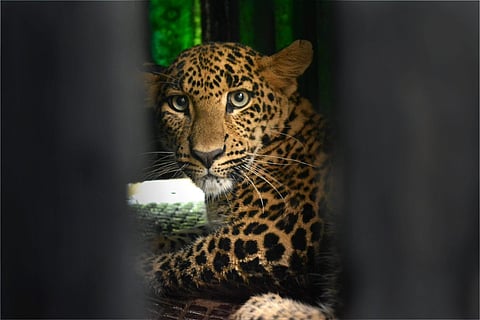 Leopard