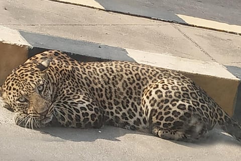 Leopard