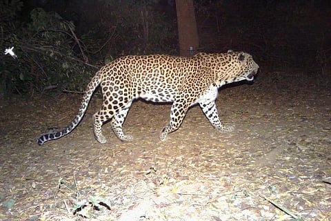K'taka minister wants man-eater leopard shot. The trouble? There are 4 animals