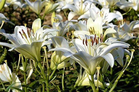 Telangana flower farmers badly hit amid lockdown due to COVID-19