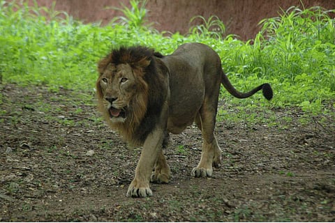 Image of a Lion for representation