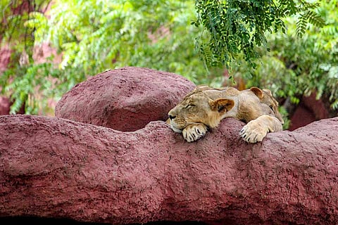 Lion cub is sleeping in zoo 