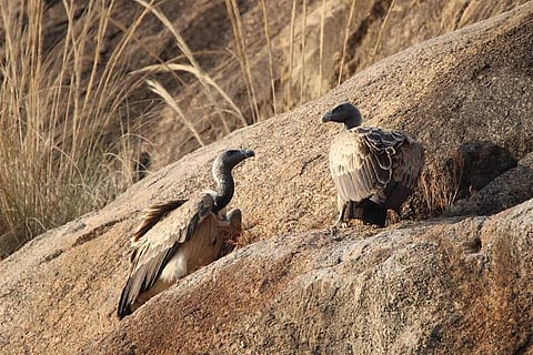 Vultures in Karnataka are disappearing, govt announces new breeding centre