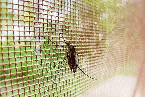Mosquito density at alarming levels in Kochi, epidemic outbreak feared  