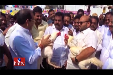 Despite HC ban, TDP MP and MLA participate in cockfight in Andhra 