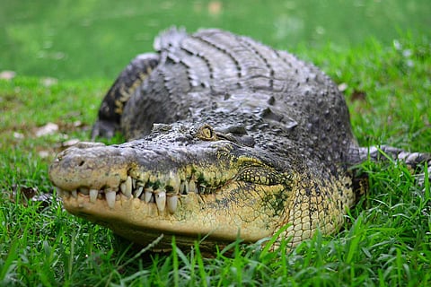 Crocodile 